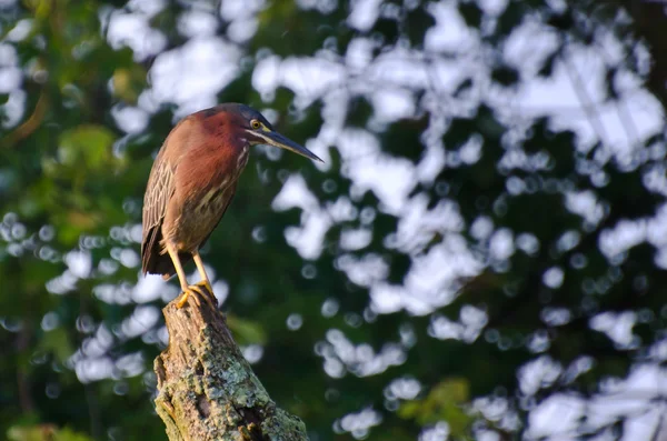Green Heron Perched on a Stump — Stock Photo, Image