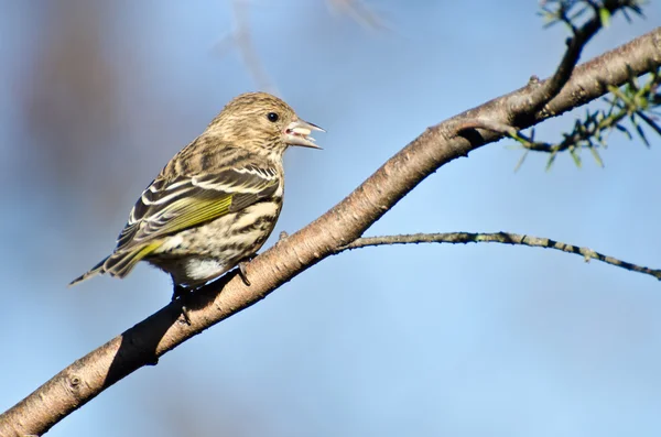 Pine Siskin spiser et frø - Stock-foto