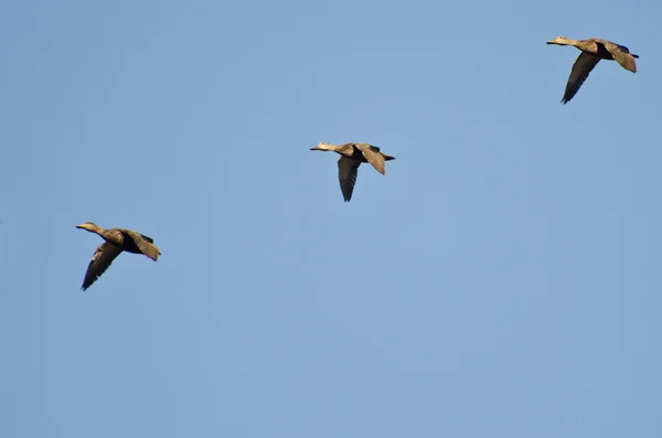 Tři kachny Mallard létající na modrém nebi — Stock fotografie