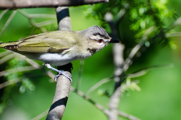 Red-Eyed Vireo Perched in a Tree — Stock Photo, Image