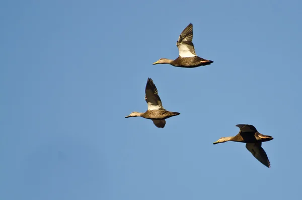 Trzy kaczki krzyżówki latające na błękitnym niebie — Zdjęcie stockowe