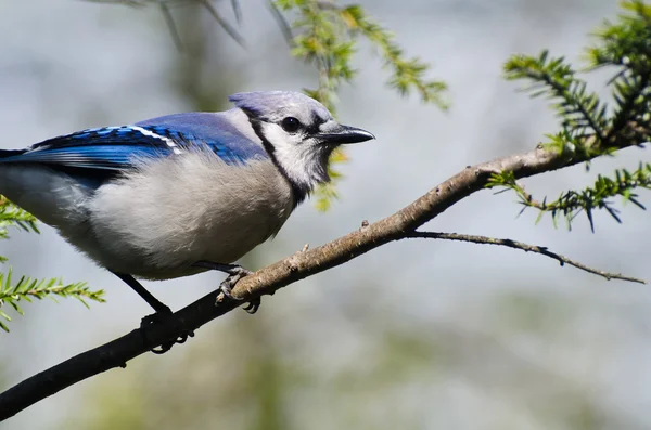 Blue Jay Perched in a Tree — Stock Photo, Image