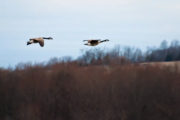 Flying Honking Geese — Stock Photo, Image