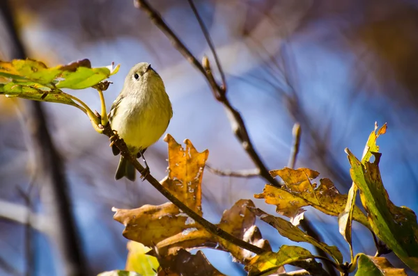 Ruby coroado Kinglet empoleirado em árvore — Fotografia de Stock