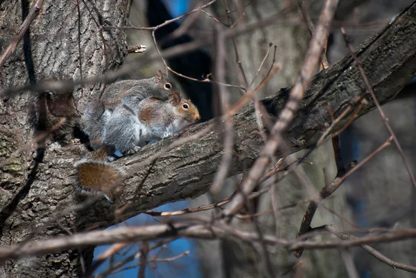 L'accouplement des écureuils au printemps — Photo