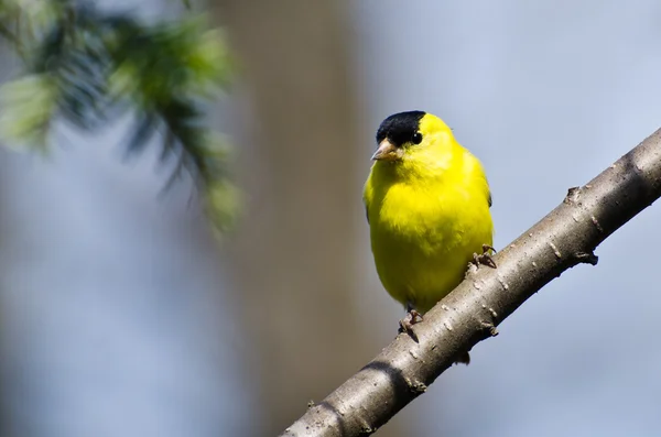Manliga goldfinch uppflugna på en gren — Stockfoto