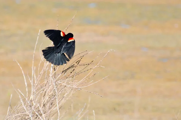 Red-Winged Blackbird Perched in a Tree — Stock Photo, Image