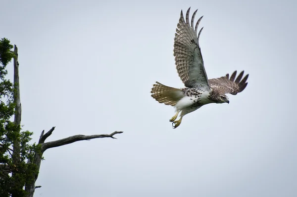 Red-Tailed Hawk Taking Off from Cedar Tree — Stock Photo, Image