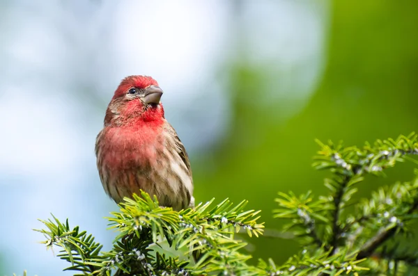 Finch Hanesi Ağaca Tüymüş — Stok fotoğraf