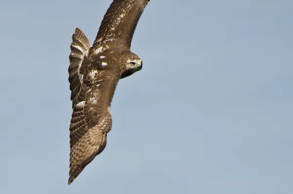 Nezralé červené tailed hawk létající v modré obloze — Stock fotografie