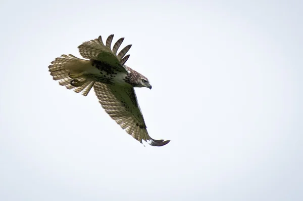 Red-Tailed Hawk In Flight — Stock Photo, Image