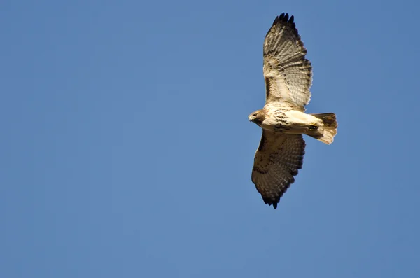 Falcão de cauda vermelha voando em um céu azul — Fotografia de Stock