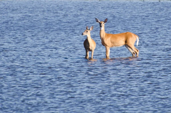 两只鹿涉水出去进了水 — 图库照片