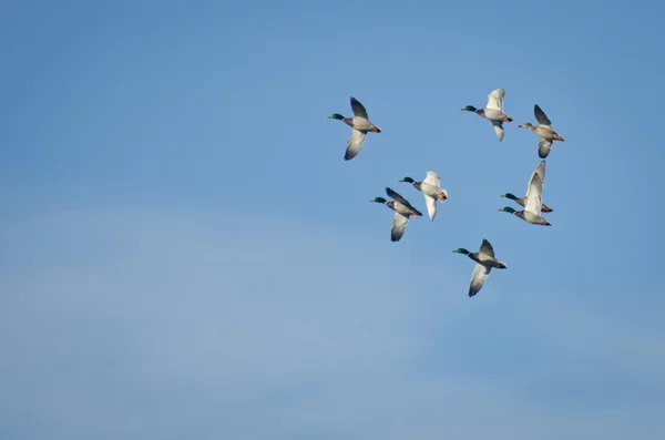 Bandada de patos Mallard volando en el cielo azul —  Fotos de Stock