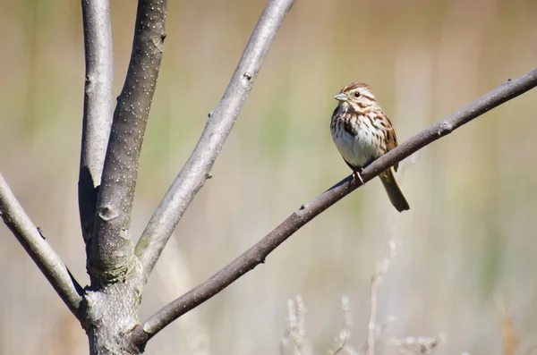 Sperling hockt im Baum — Stockfoto