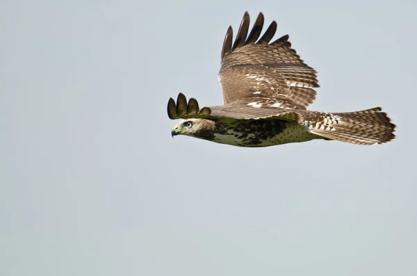 Onvolwassen rode tailed hawk vliegen in een blauwe hemel — Stockfoto