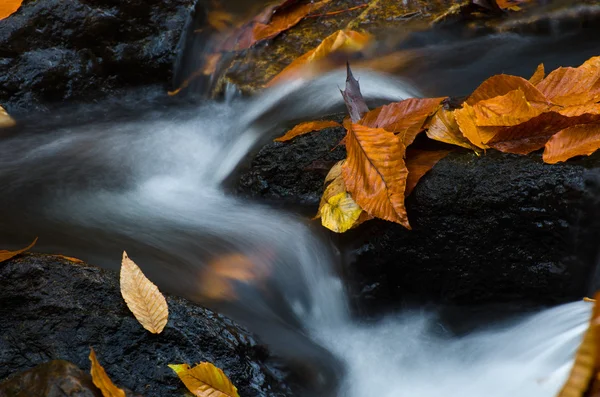Foglie bagnate cadute nel tardo autunno — Foto Stock