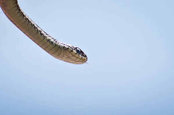 Garter Snake Close Up — Stock Photo, Image