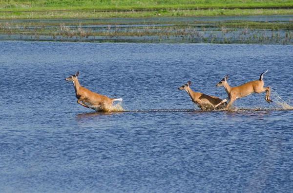 三惊鹿奔跑和跳跃在水中 — 图库照片