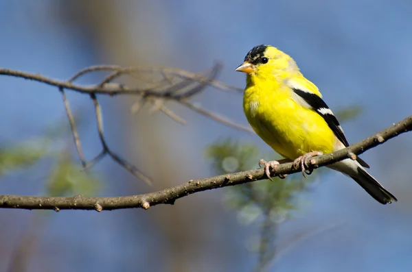 Masculino Goldfinch empoleirado em uma árvore — Fotografia de Stock