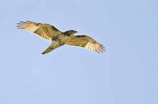 Omogna red tailed hawk flyger i en blå himmel — Stockfoto