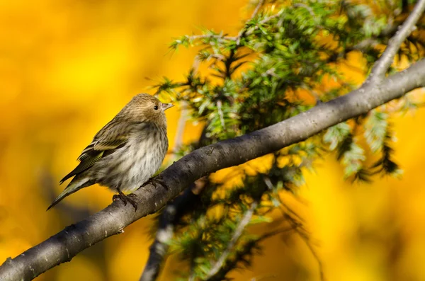 Çam isketesi sonbaharda tünemiş — Stok fotoğraf