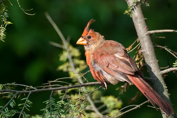 Cardinal du Nord en mue — Photo