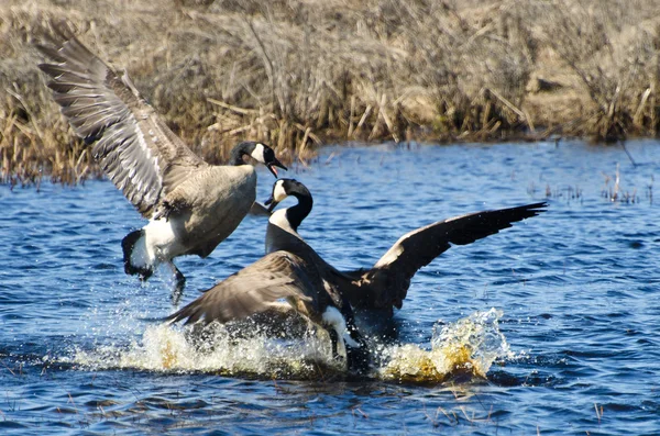 Lucha contra los gansos de Canadá — Foto de Stock