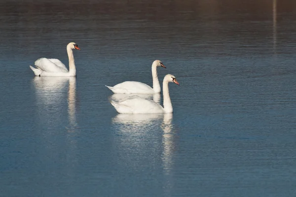 Three White Swans in a Blue Pond — Stok Foto