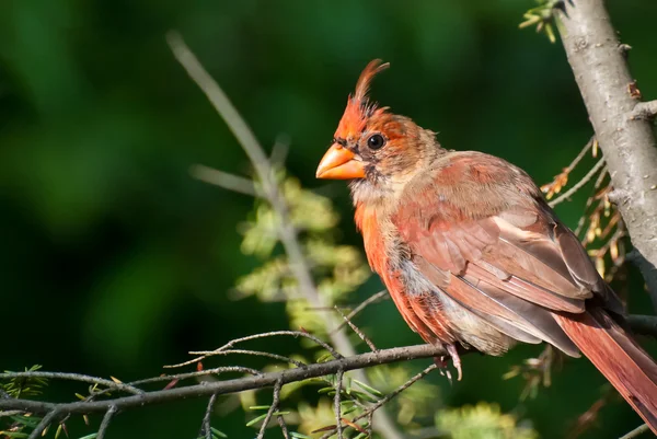 Häutung des Nordkardinals — Stockfoto