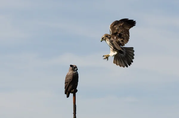 Omogna red tailed hawk attackerar artificiell owl — Stockfoto