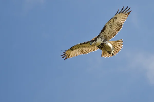 Niedojrzałych czerwonych ogoniasty jastrząb kiting w błękitne niebo — Zdjęcie stockowe