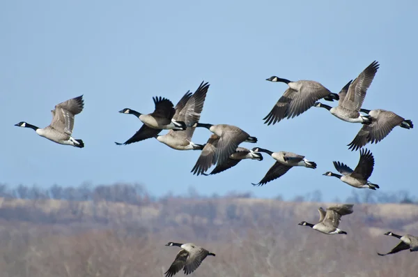 Große Gänseschar auf der Flucht — Stockfoto