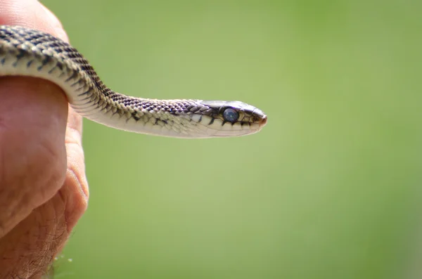 Garter Snake Held in Hand