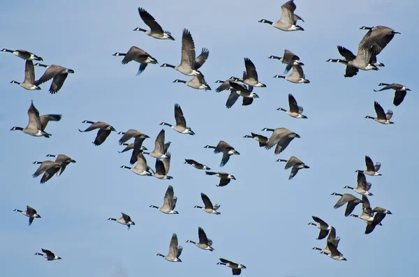 Stor flock gäss som flyg — Stockfoto