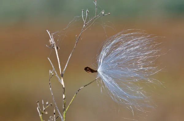 Milkweed Seed Snagged by a Twig — Stock Photo, Image