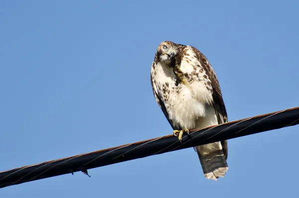 Immature Red-Tailed Hawk Scratching an Itch — Stock Photo, Image