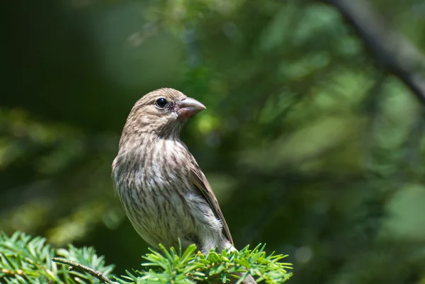 Kvinnliga hus finch uppflugen i ett träd — Stockfoto