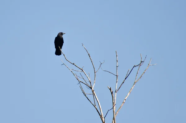 Único corvo empoleirado em uma árvore estéril — Fotografia de Stock