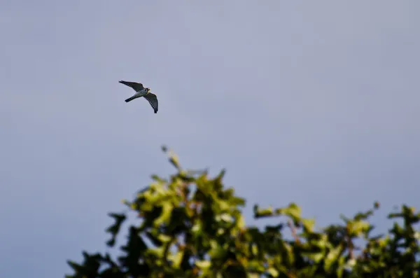 American Kestrel Flying Among the Trees — Stock Photo, Image