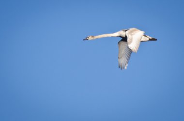 mavi gökyüzünde uçan olgunlaşmamış mute swan