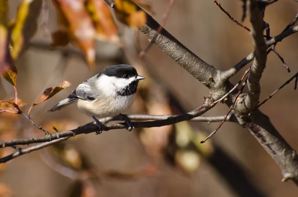 Чорний capped chickadee сидів на гілці восени — стокове фото