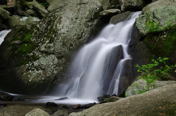 Albero in cascata — Foto Stock