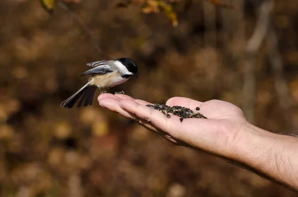 アメリカコガラ手から食べること — ストック写真