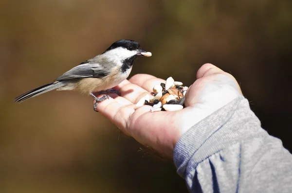 Wildvogel frisst aus der Hand — Stockfoto