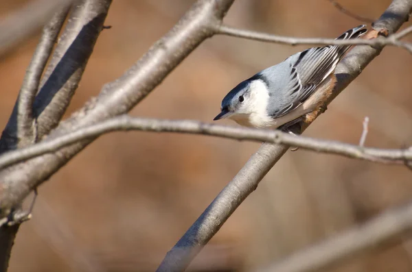 화이트는 nuthatch 지점을 통해 들여다 보며 가슴 — 스톡 사진