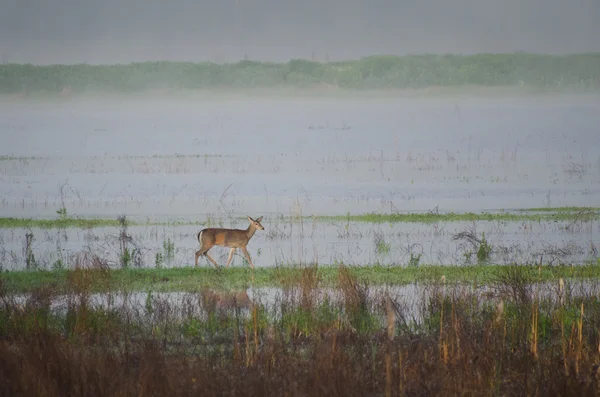 Deer in the Fog — Stock Photo, Image