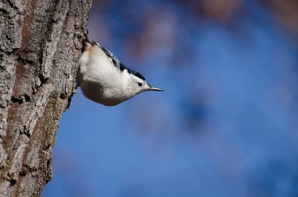 Weißbrustkleiber im Herbst — Stockfoto