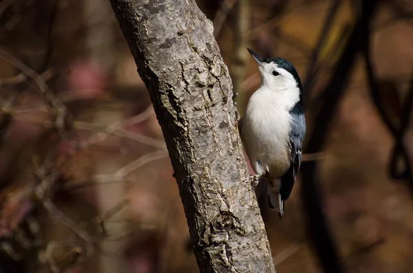 Nuthatch dal petto bianco in autunno — Foto Stock