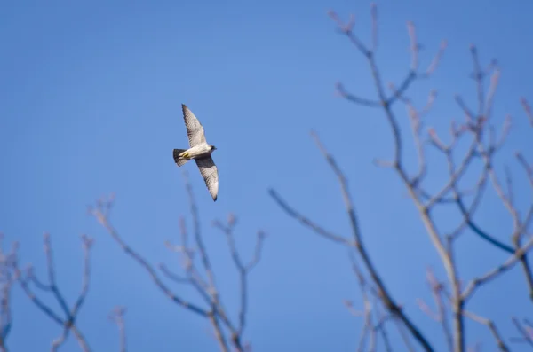 Falcão Peregrino voando sobre as árvores — Fotografia de Stock